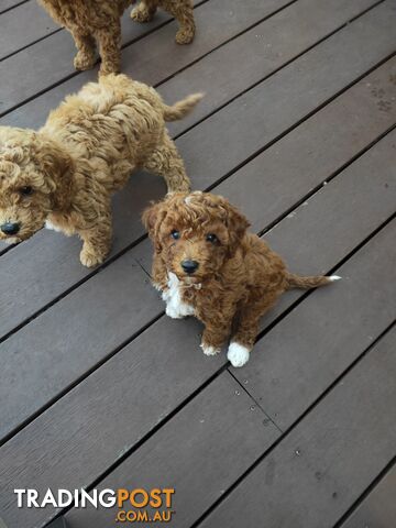 Cavoodle boys