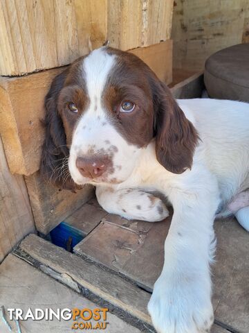 English springer spaniel