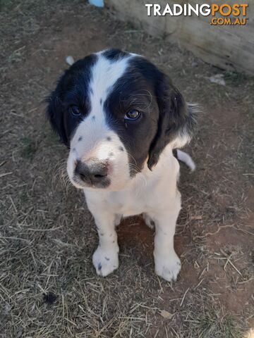 English springer spaniel