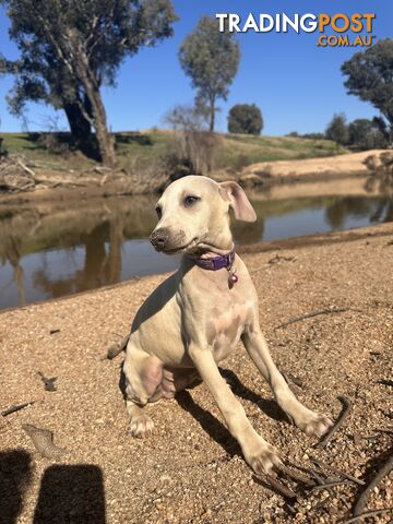 Italian Greyhound Pups