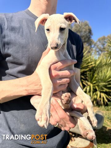 Italian Greyhound Pup - White/Cream