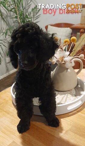 Pure Breed Toy Poodle