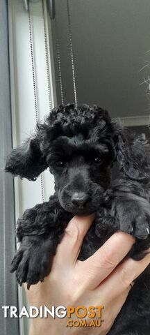 Two Toy Poodle Puppies