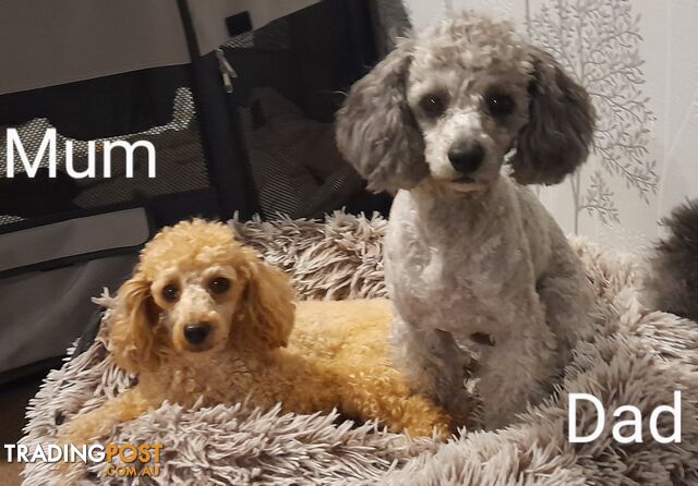 Two Toy Poodle Puppies