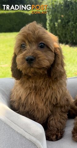 Red cavoodles