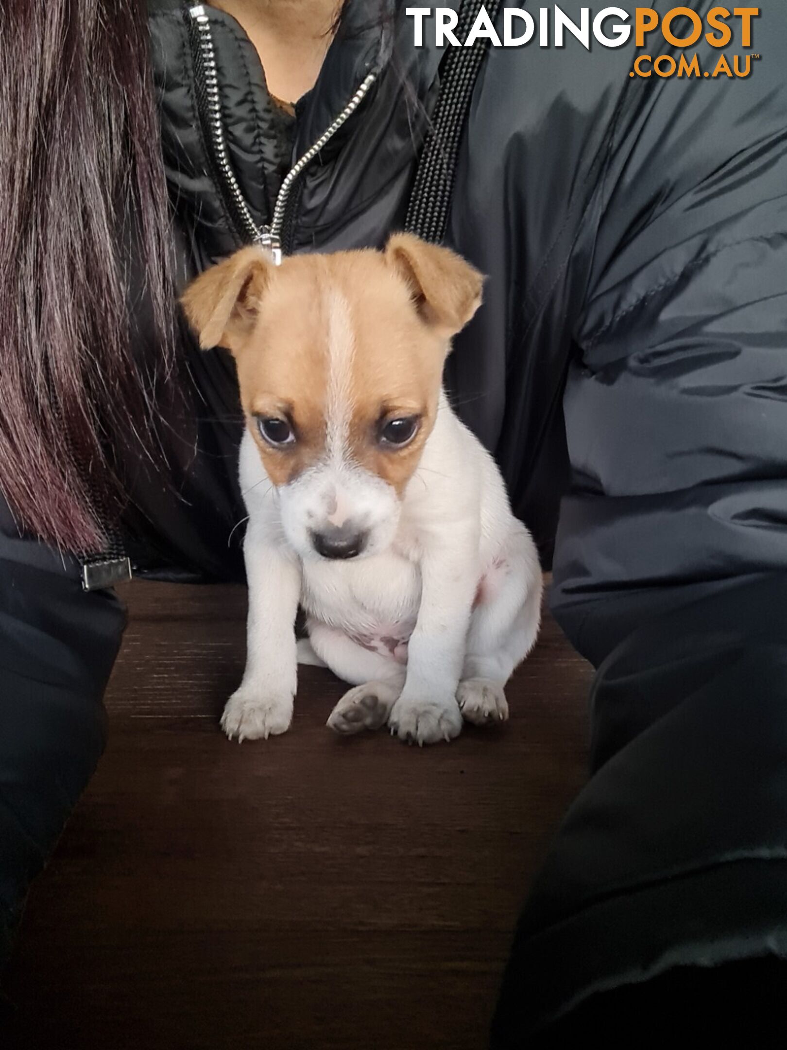 Jack Russell x foxy puppies for sale