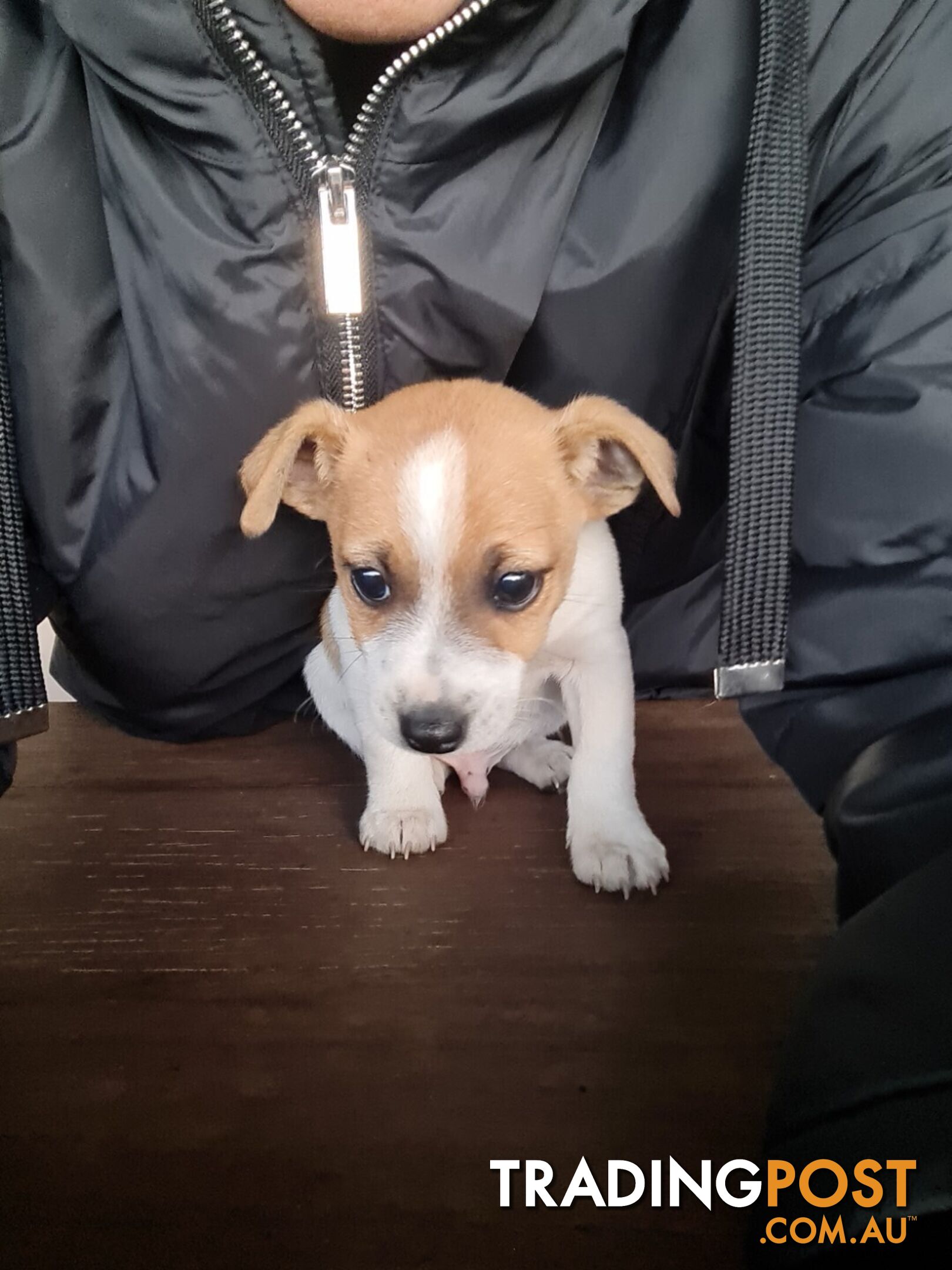 Jack Russell x foxy puppies for sale