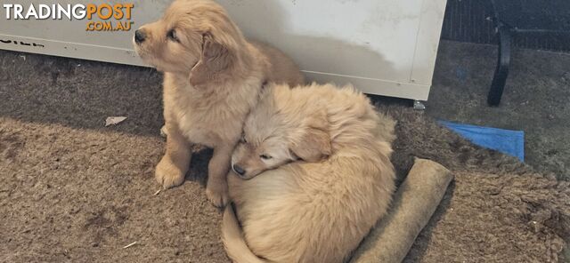 Pure Bred Golden Retriever Puppies