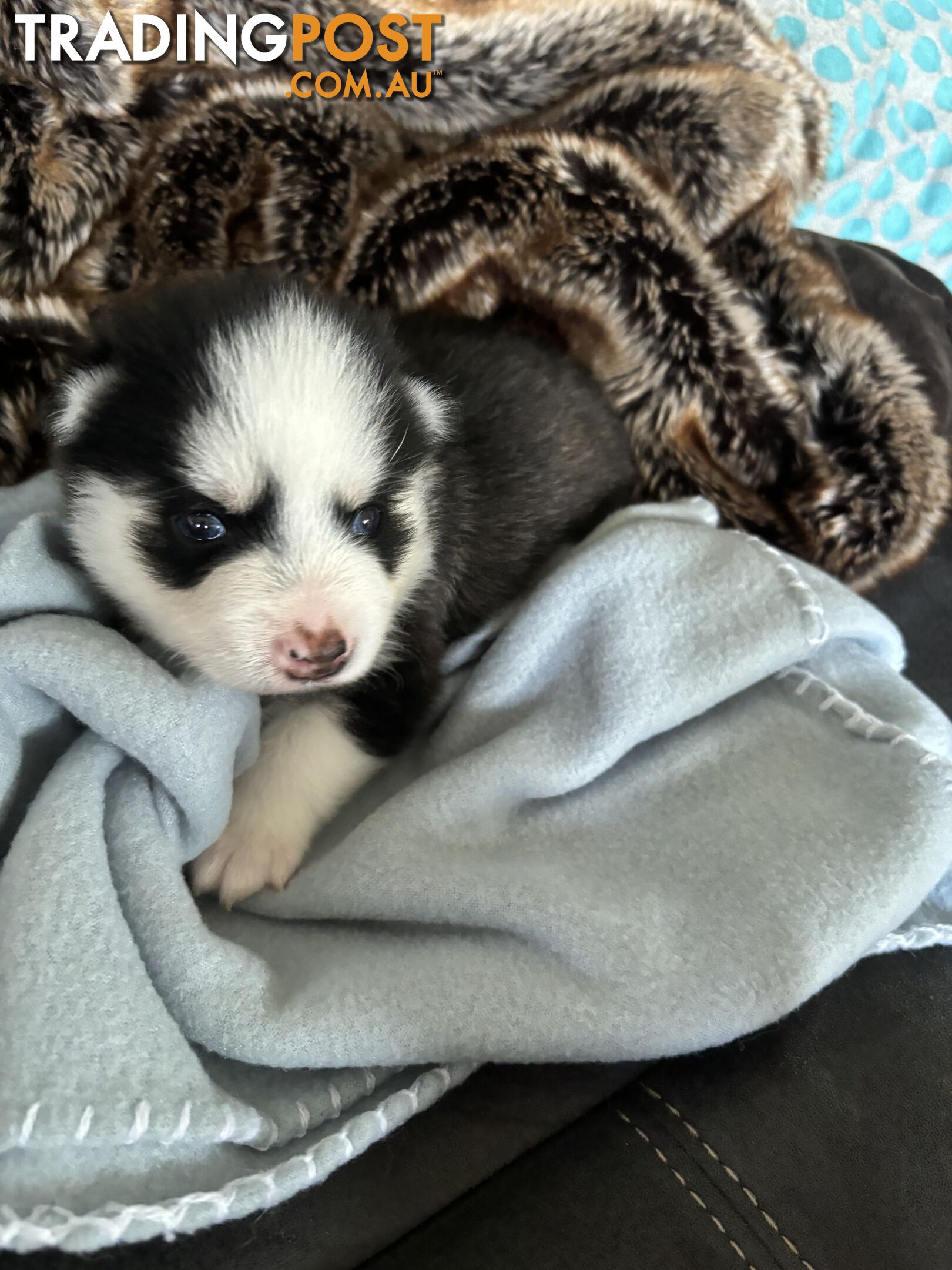 F4 Pomsky Puppies for Sale - 3 Available