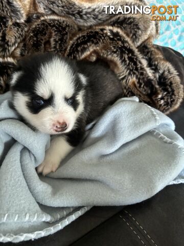 F4 Pomsky Puppies for Sale - 3 Available