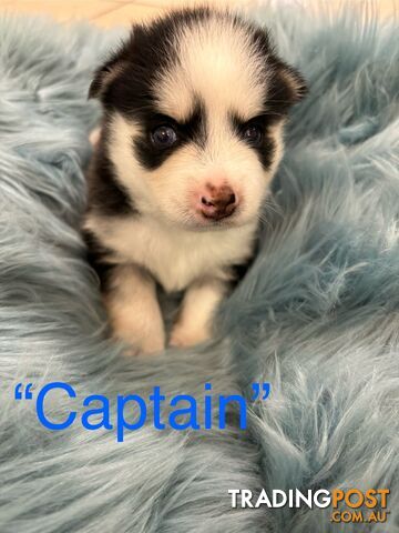 F4 Pomsky Puppies for Sale - 3 Available