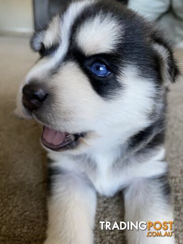 F4 Pomsky Puppies for Sale - 3 Available