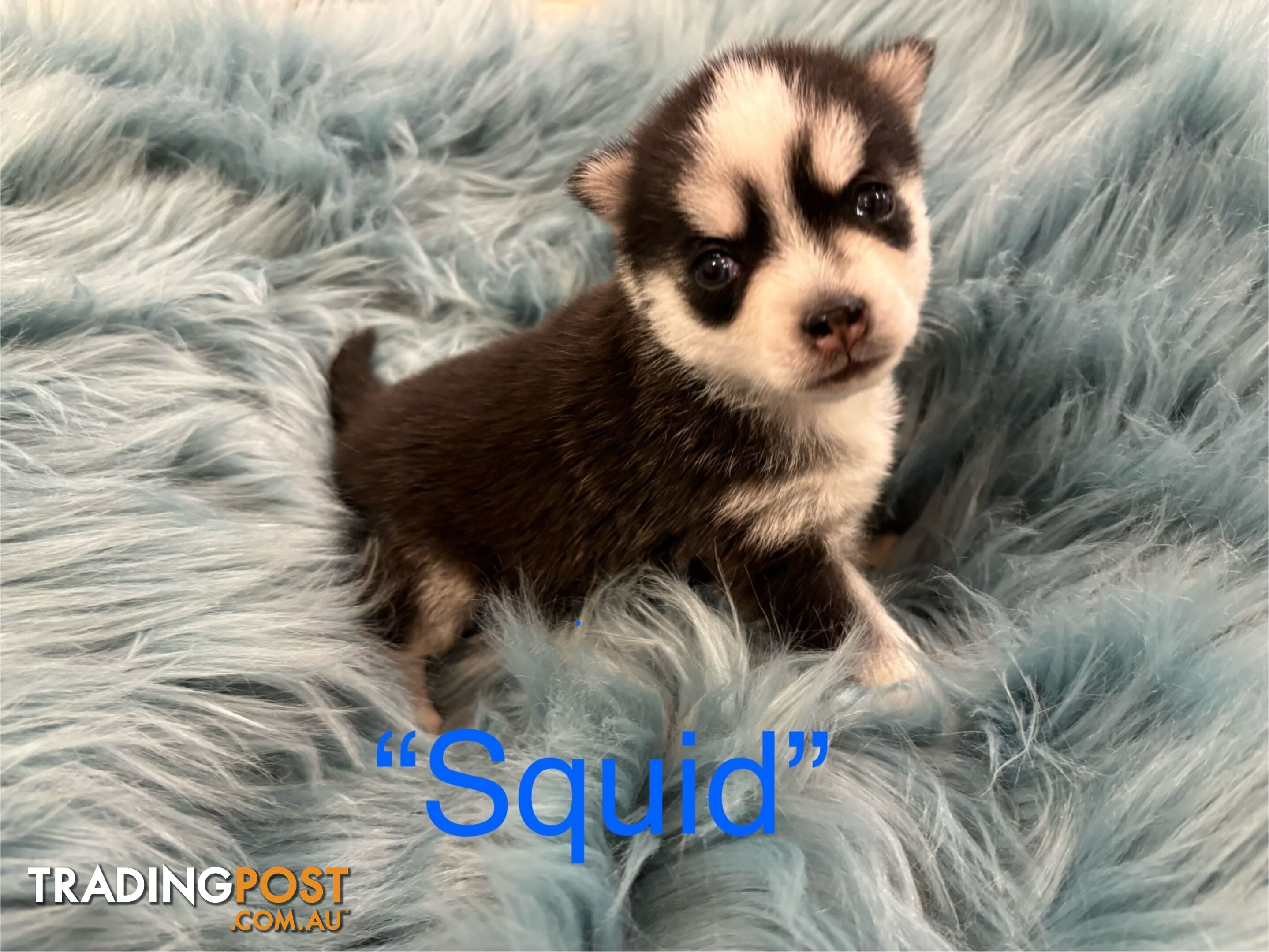 F4 Pomsky Puppies for Sale - 3 Available