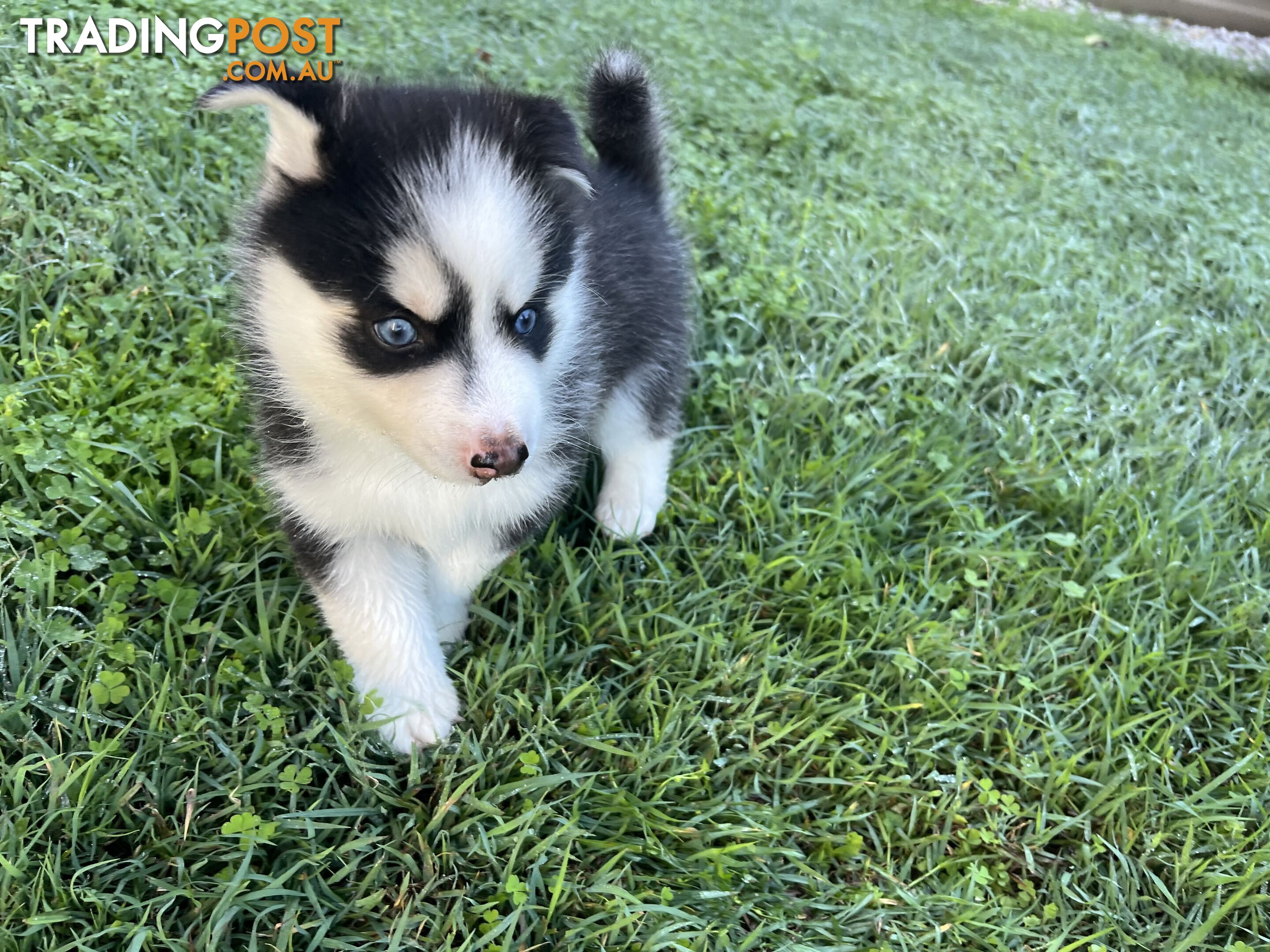 F4 Pomsky Puppies for Sale - 3 Available