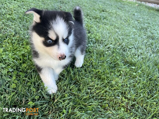 F4 Pomsky Puppies for Sale - 3 Available