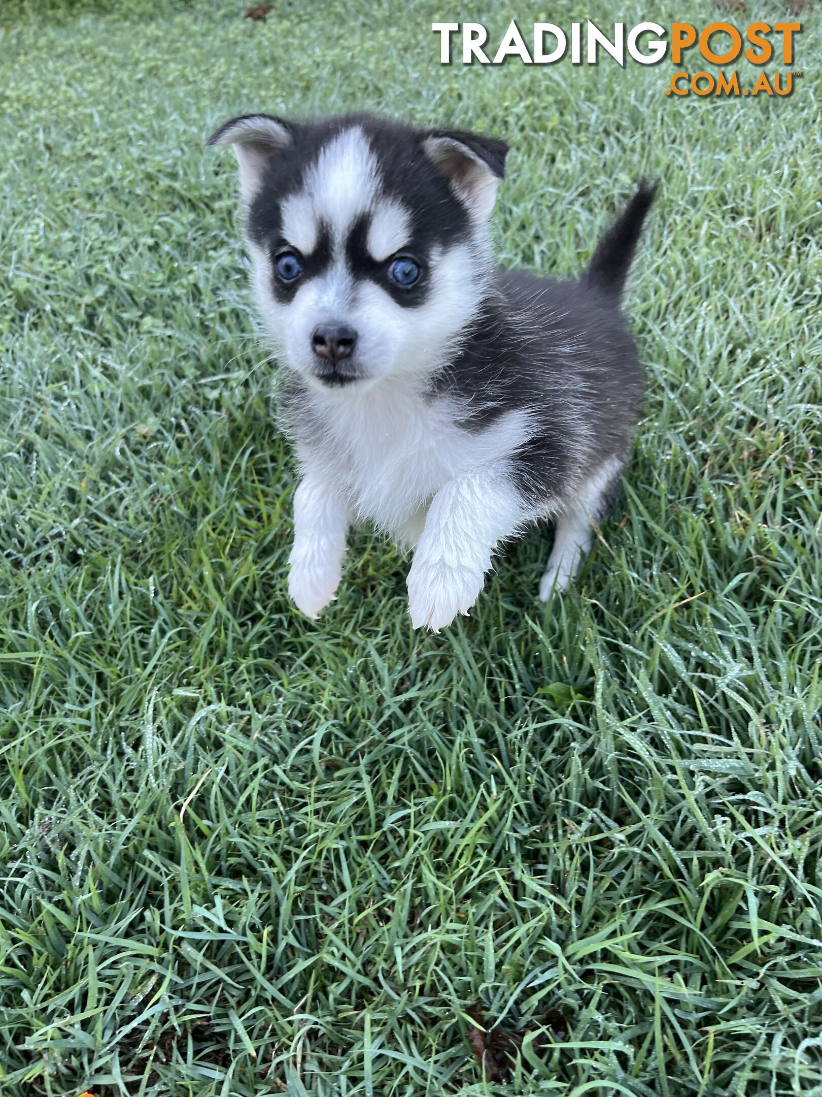 F4 Pomsky Puppies for Sale - 3 Available