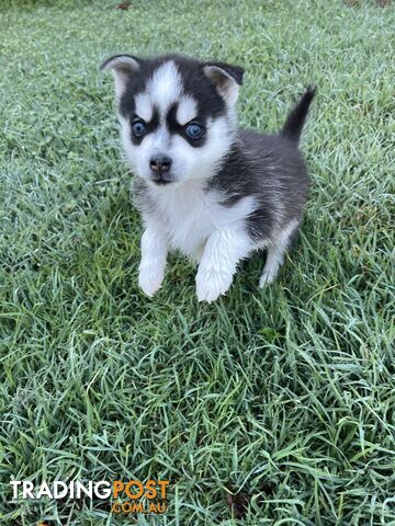 F4 Pomsky Puppies for Sale - 3 Available