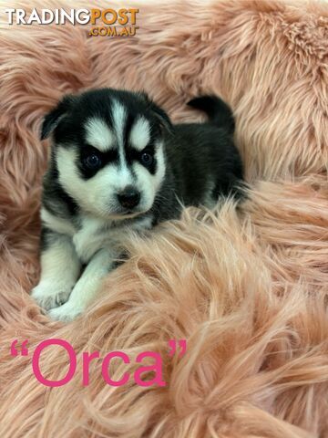 F4 Pomsky Puppies for Sale - 3 Available