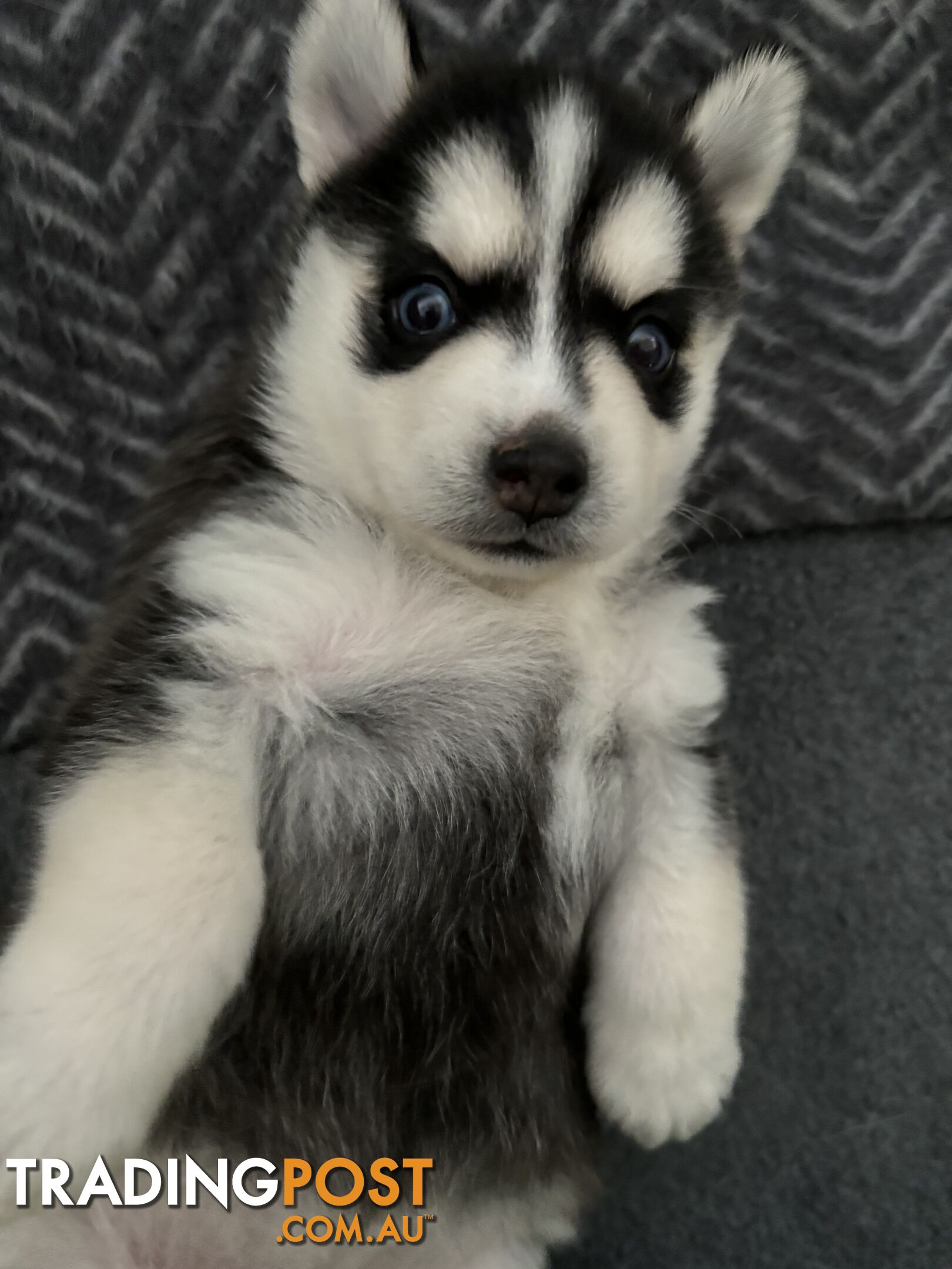 F4 Pomsky Puppies for Sale - 3 Available