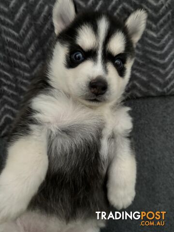 F4 Pomsky Puppies for Sale - 3 Available