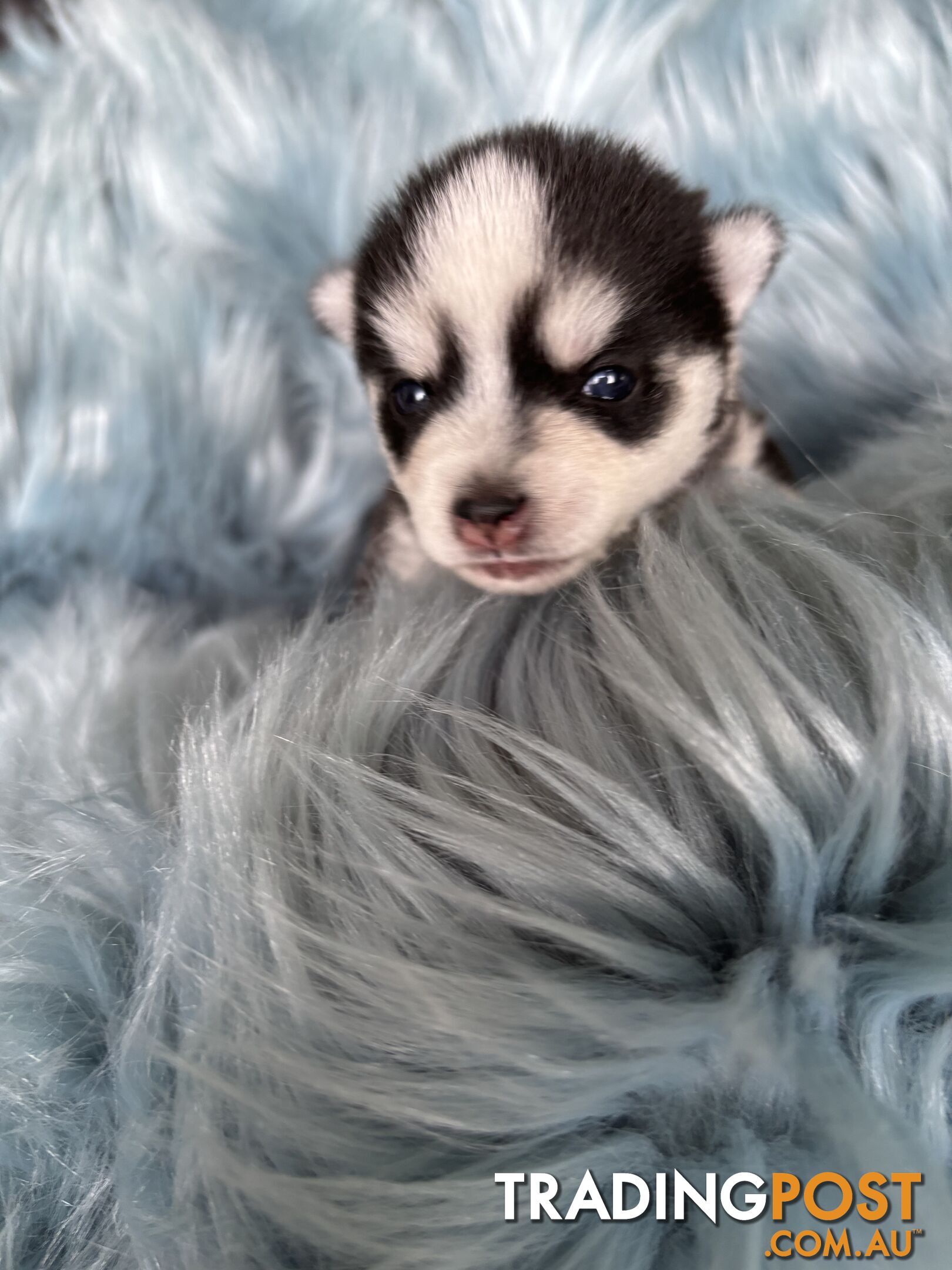 F4 Pomsky Puppies for Sale - 3 Available