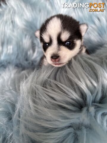 F4 Pomsky Puppies for Sale - 3 Available