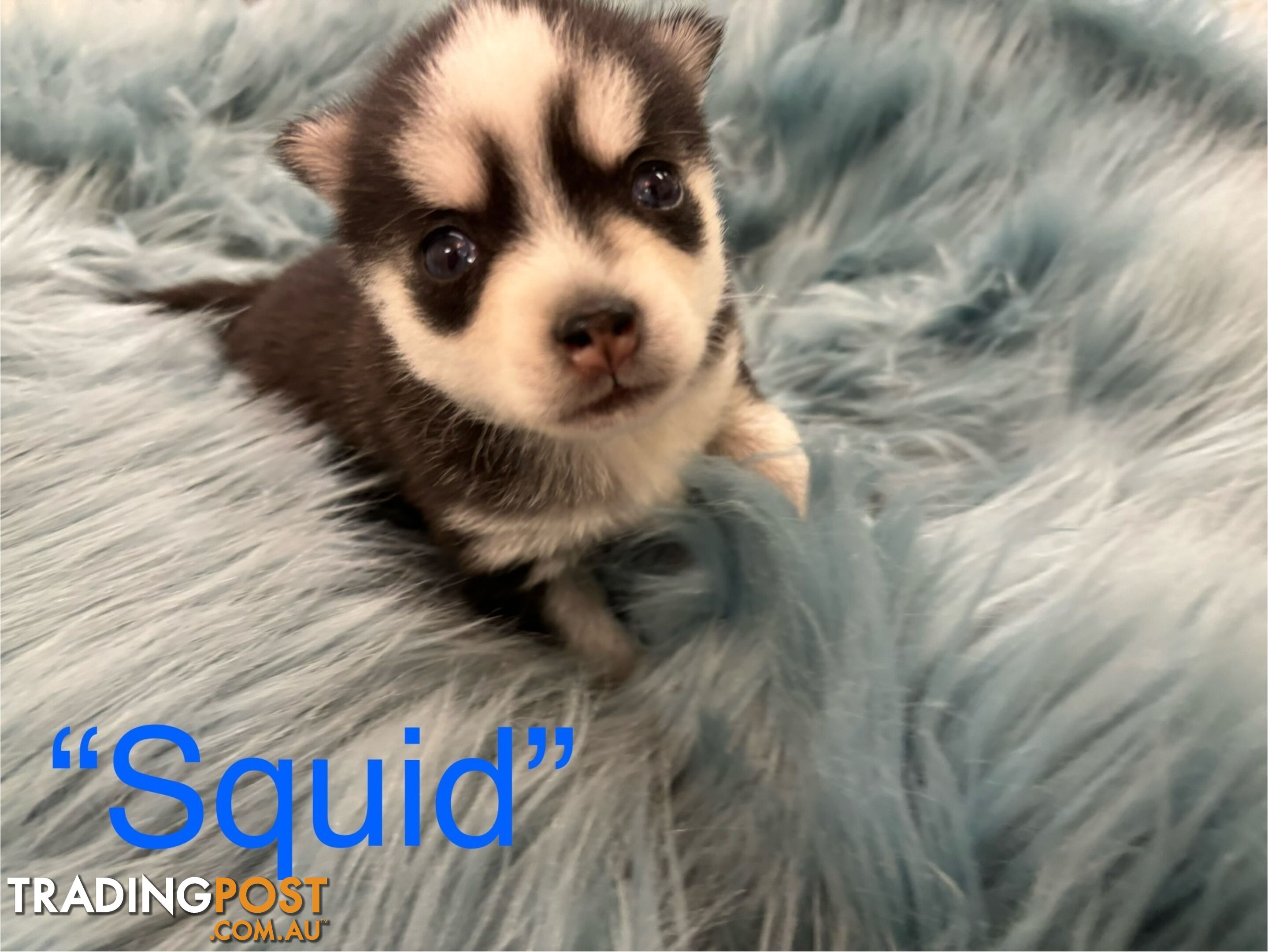 F4 Pomsky Puppies for Sale - 3 Available