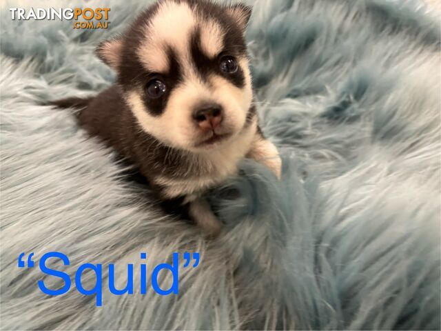 F4 Pomsky Puppies for Sale - 3 Available