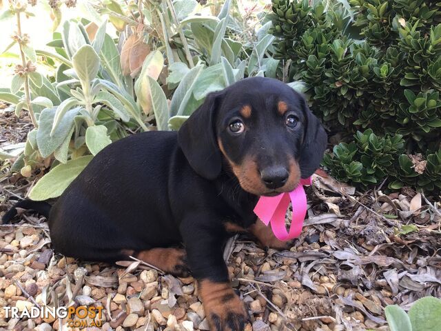 Dachshund puppies for sale best sale trading post