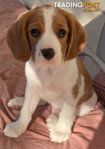 Beaglier Pups -Ideal as Assistance/Therapy Dogs