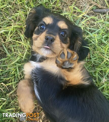 Beaglier Pups -Ideal as Assistance/Therapy Dogs