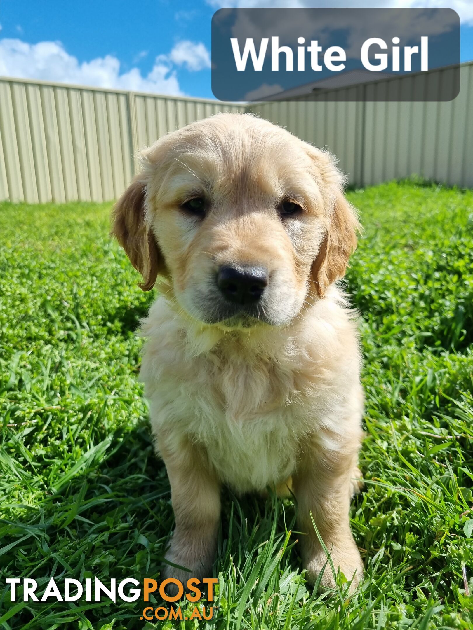 Golden Retriever Puppies