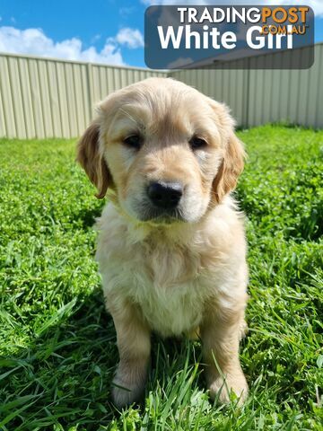 Golden Retriever Puppies