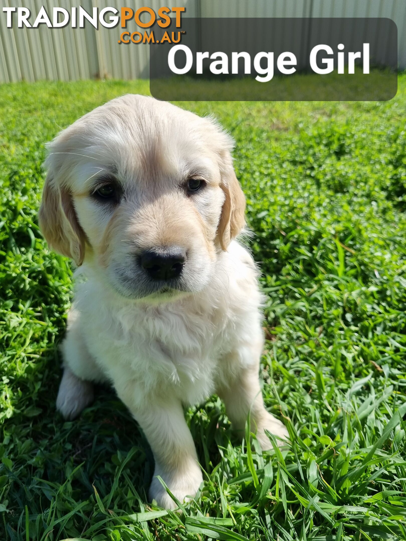 Golden Retriever Puppies