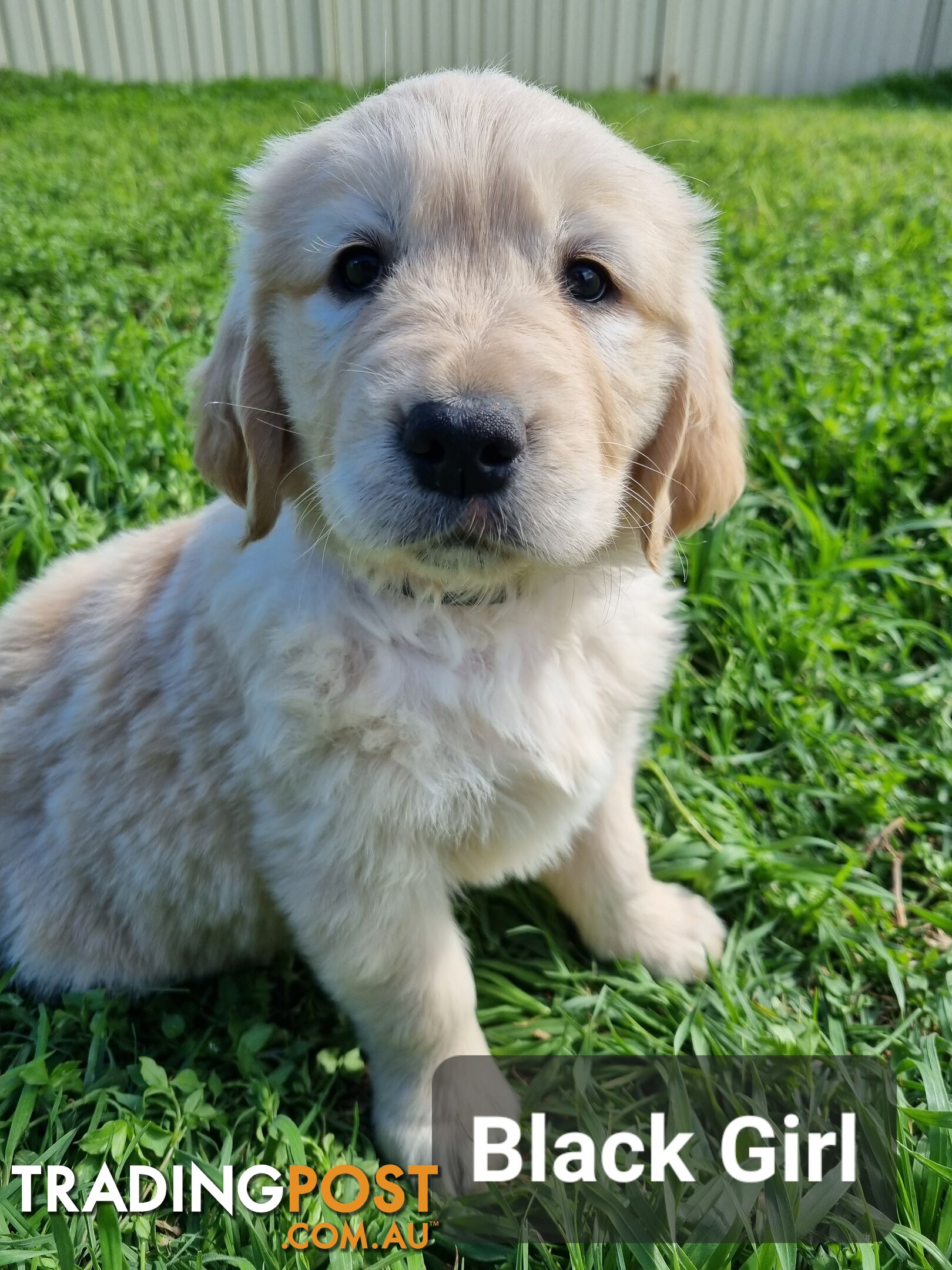 Golden Retriever Puppies