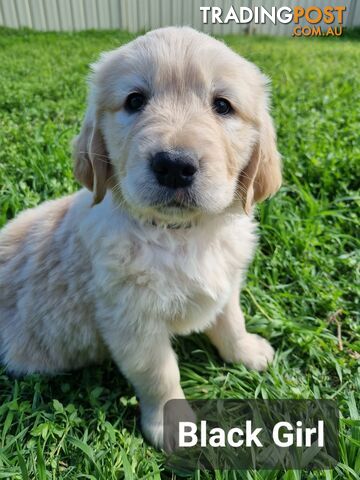 Golden Retriever Puppies