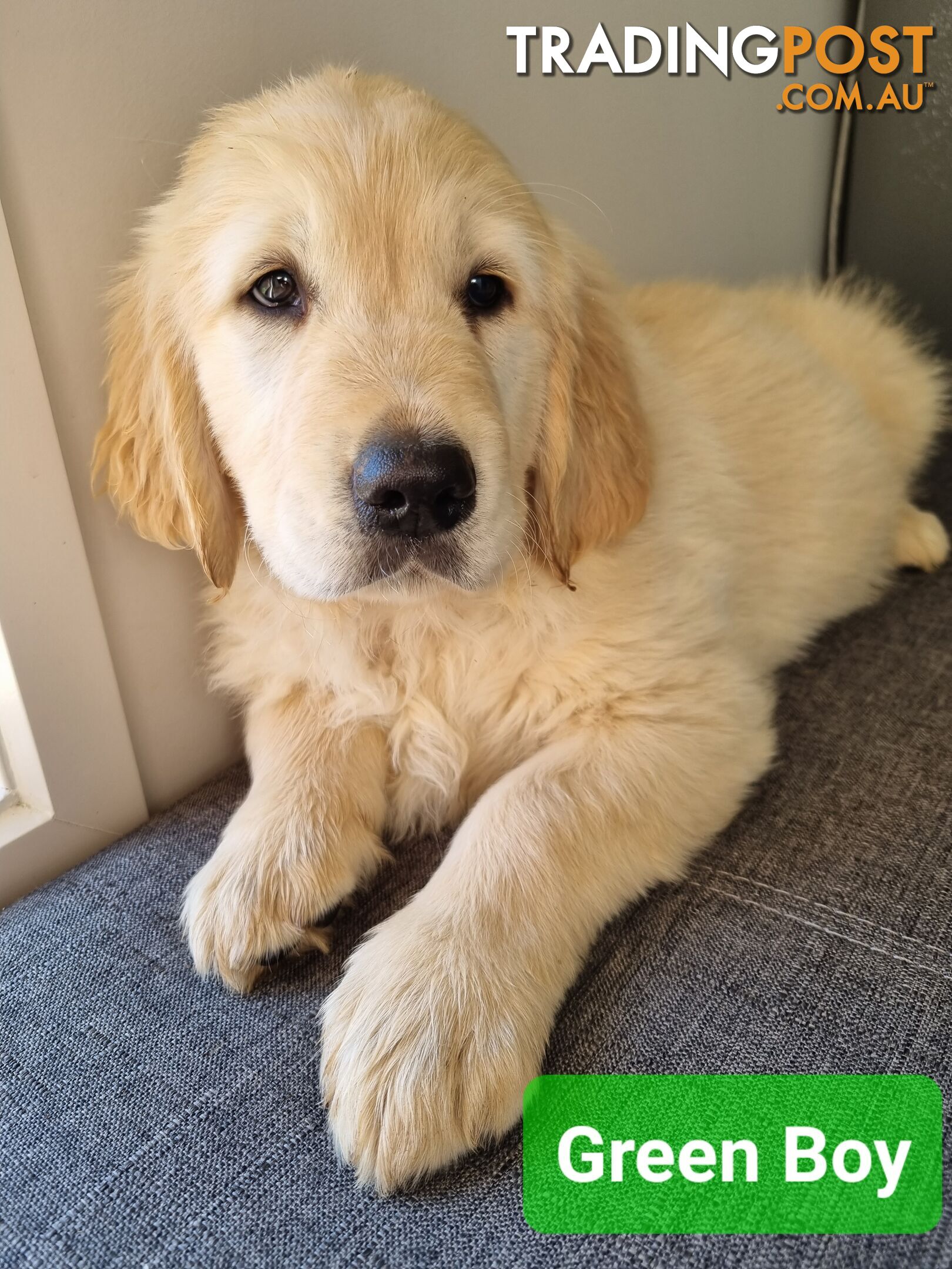 Golden Retriever Puppies