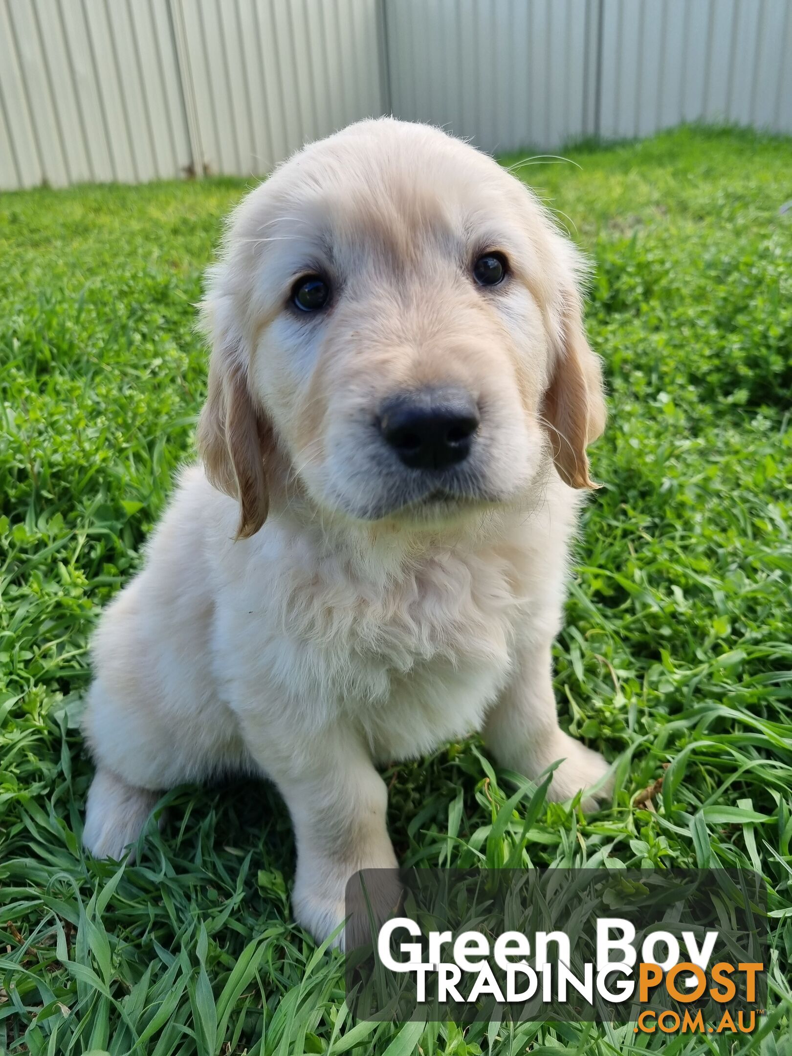 Golden Retriever Puppies