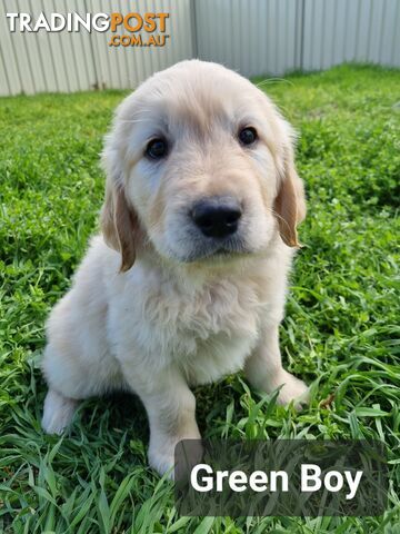 Golden Retriever Puppies