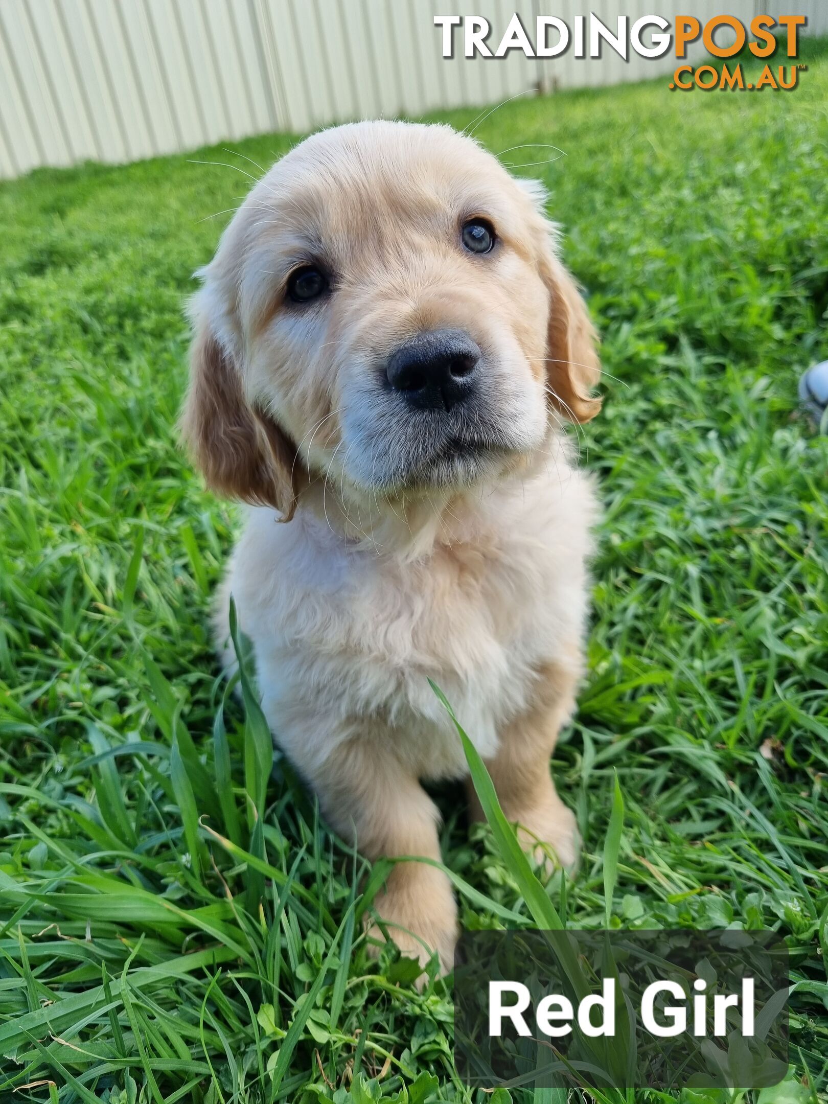 Golden Retriever Puppies