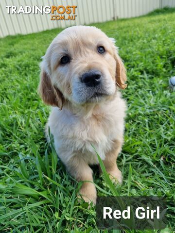 Golden Retriever Puppies