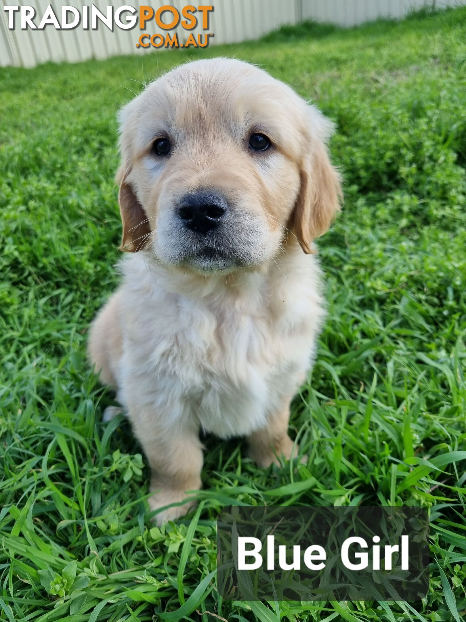 Golden Retriever Puppies