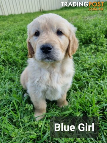 Golden Retriever Puppies