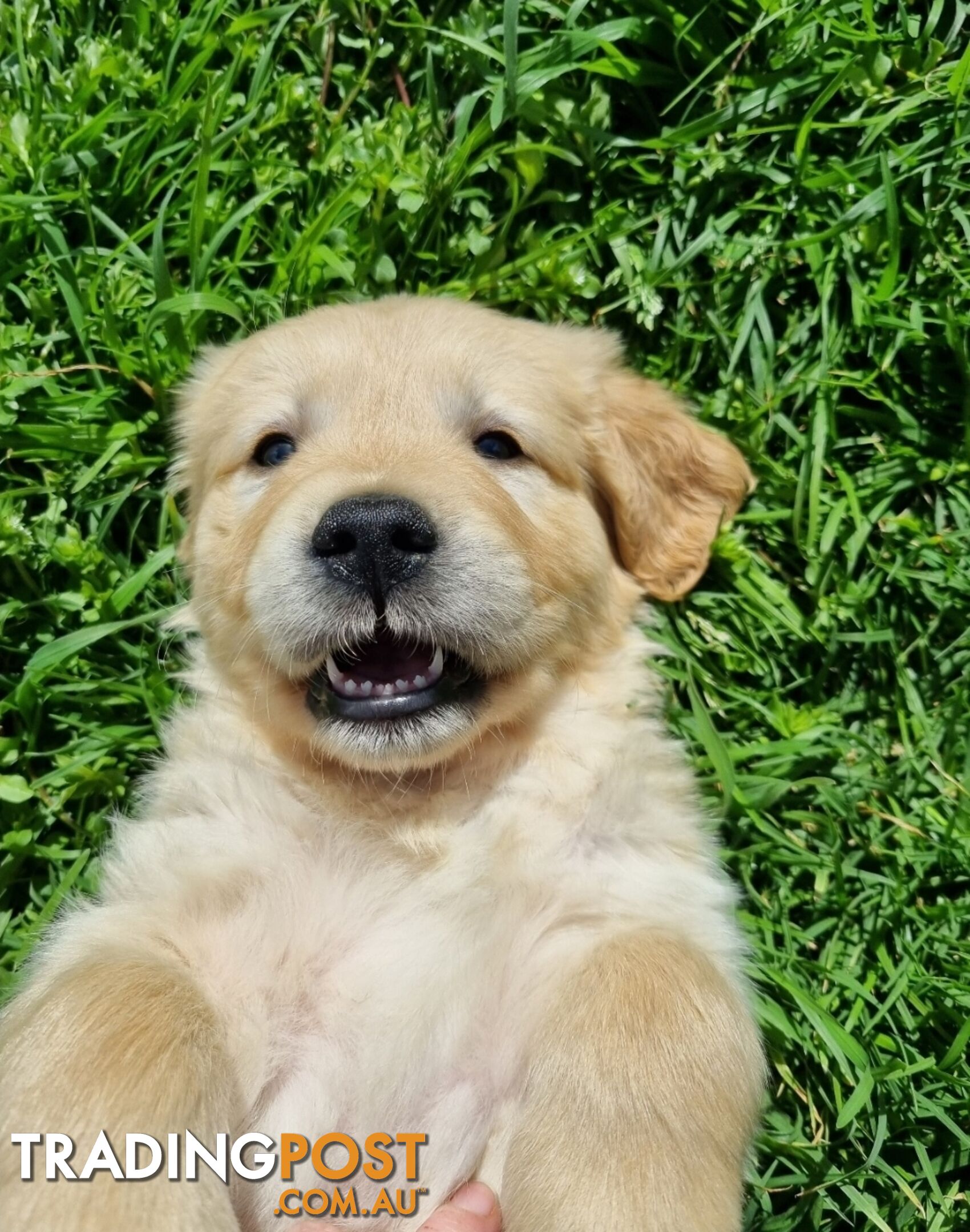 Golden Retriever Puppies