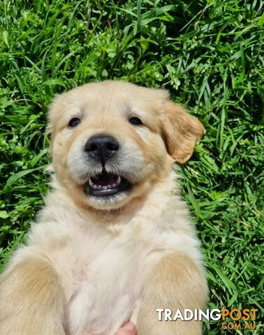 Golden Retriever Puppies