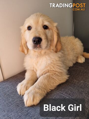 Golden Retriever Puppies