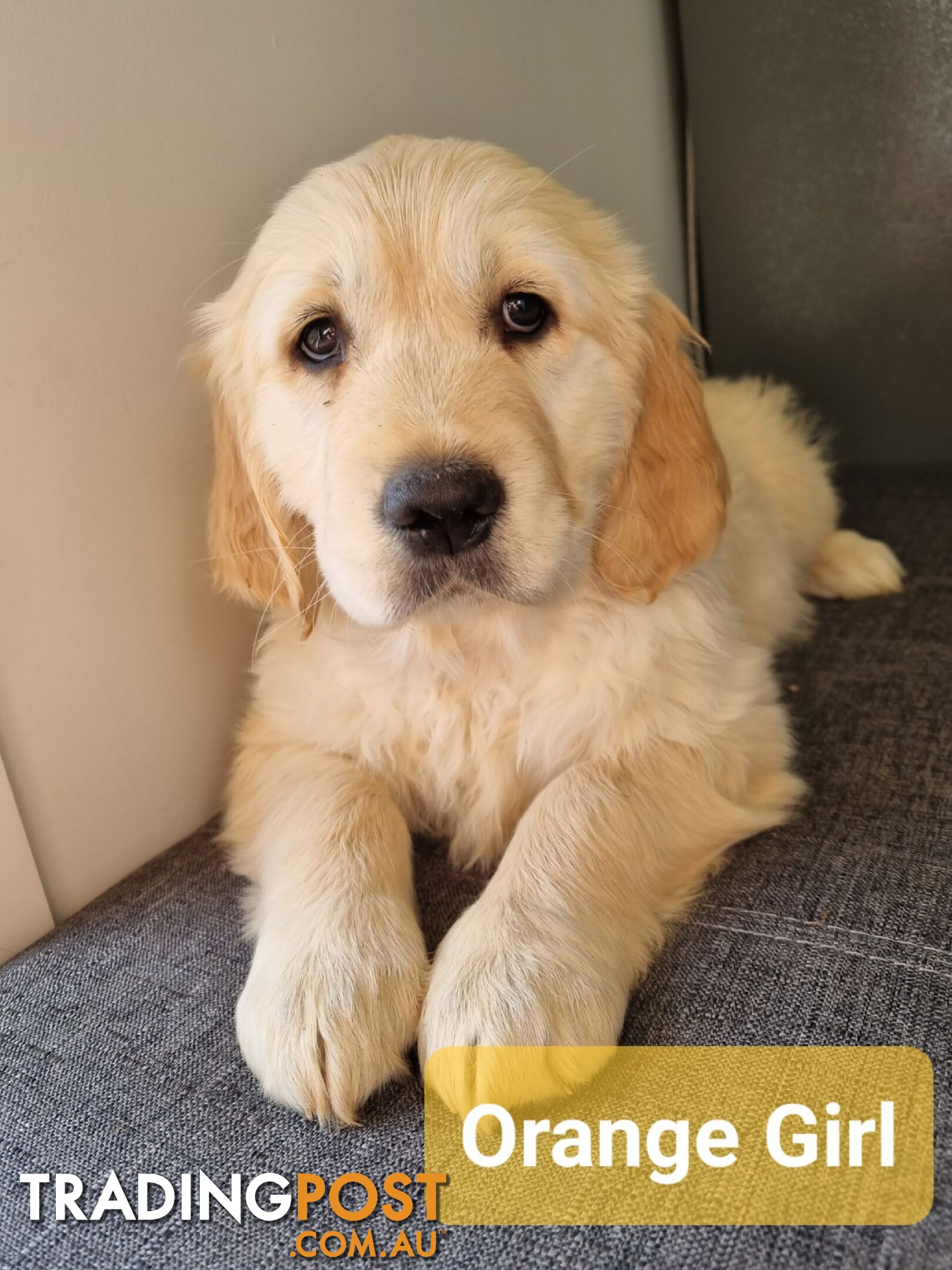 Golden Retriever Puppies