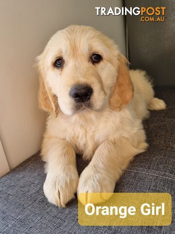 Golden Retriever Puppies