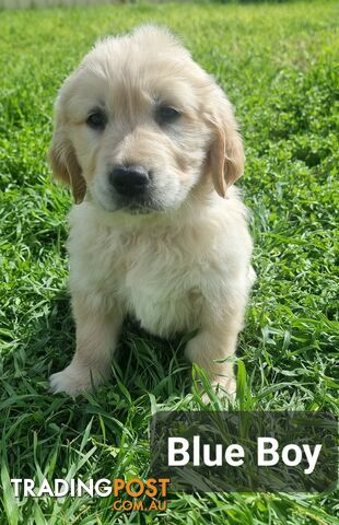 Golden Retriever Puppies