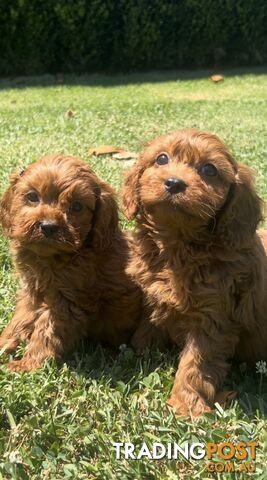 Red cavoodles